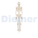 Human Skeleton 18 Mini